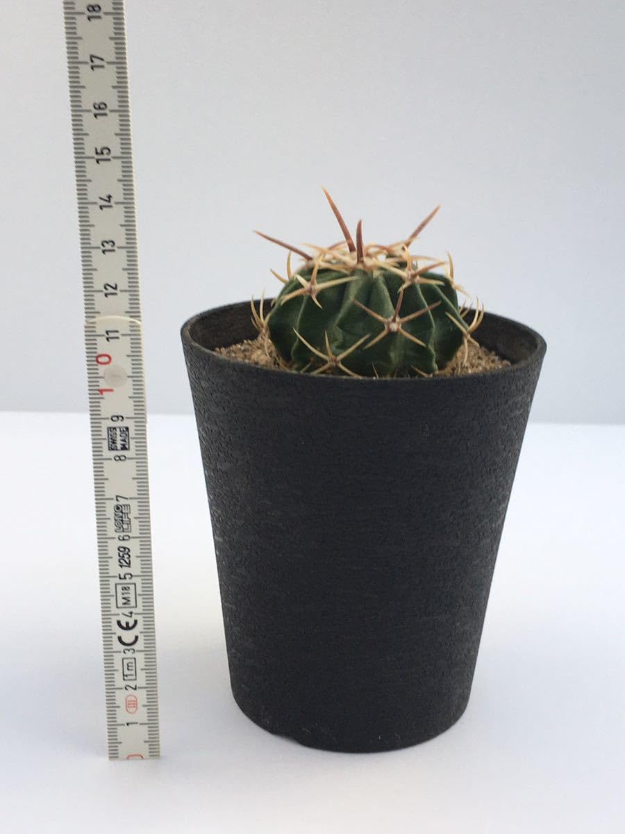 Amazon.co.jp: エキノカクタス 綾波（Echinocactus texensis